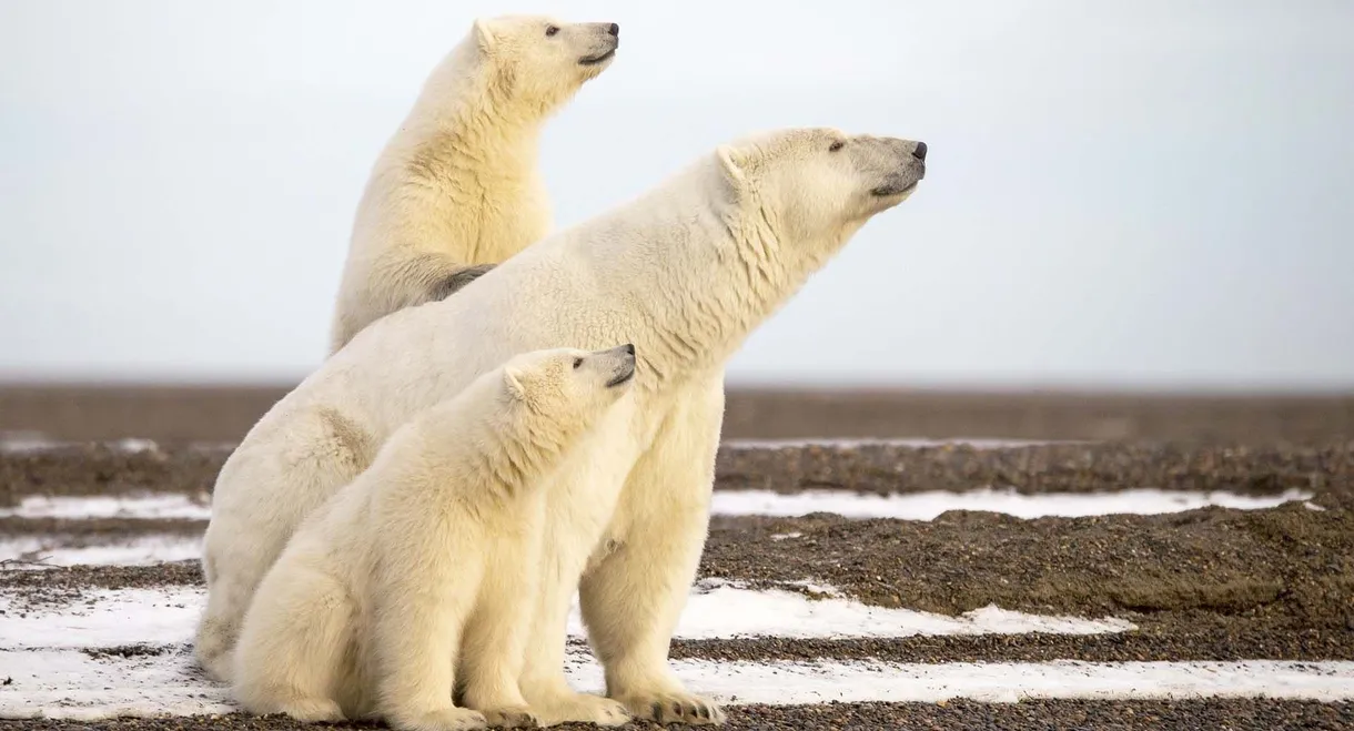 L'Année de l'ours