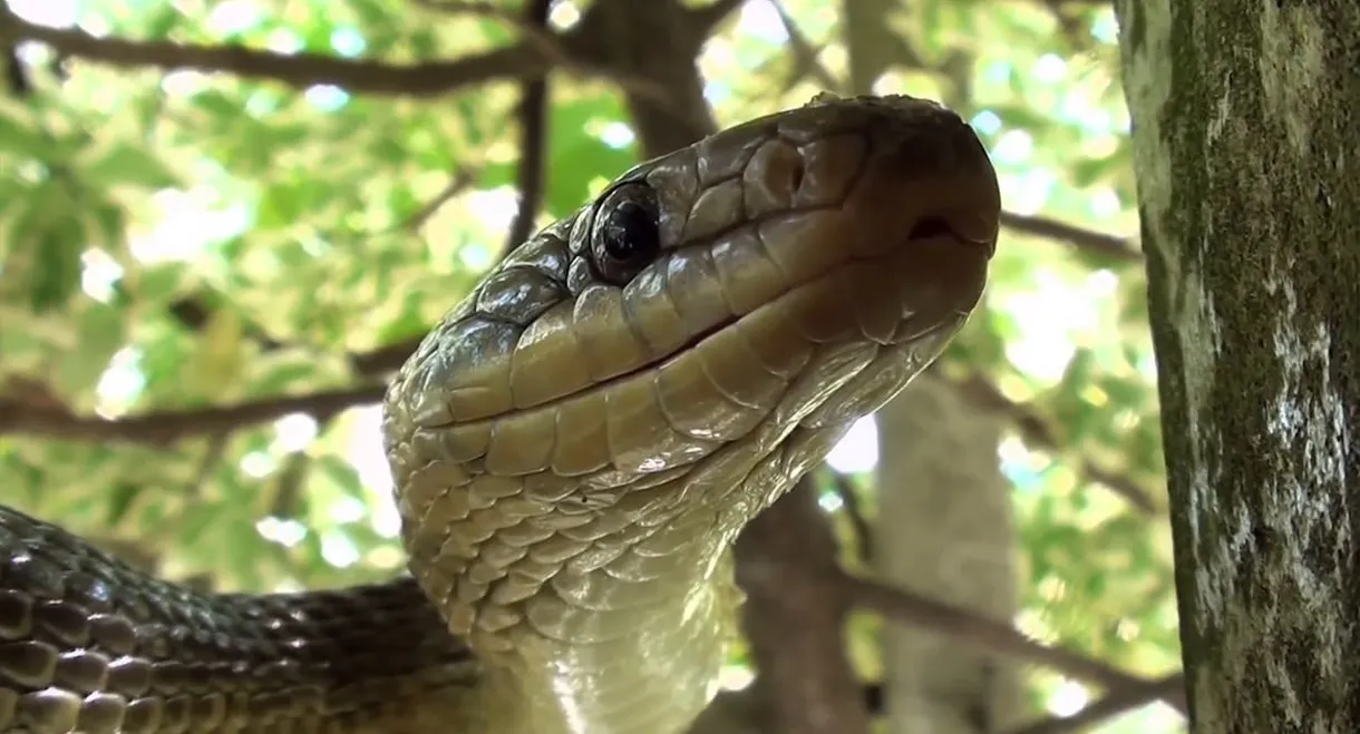 The Secret Life of Snakes