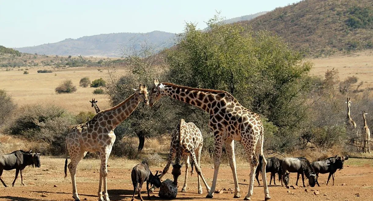 Wild South Africa