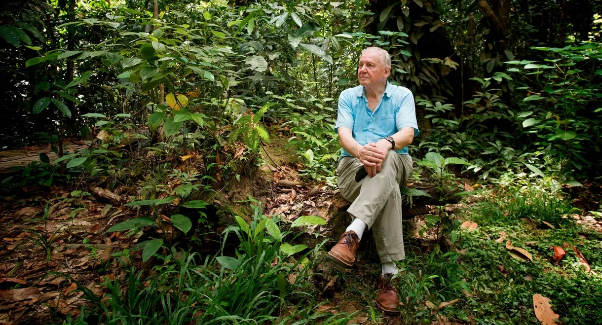 Attenborough: 60 Years in the Wild