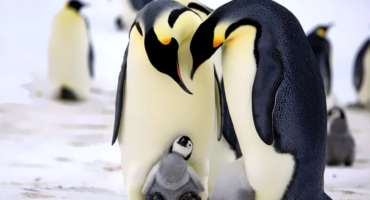 Penguins: Spy in the Huddle