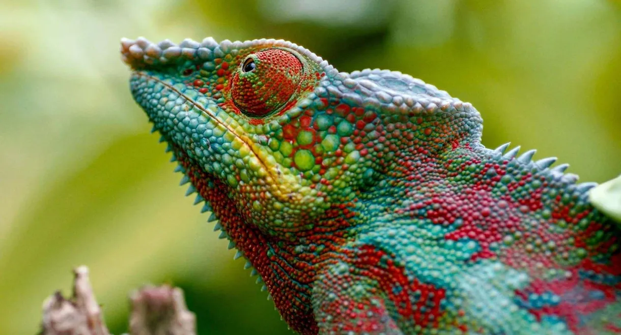 Madagascar or the Great Carnival of the Cameleons