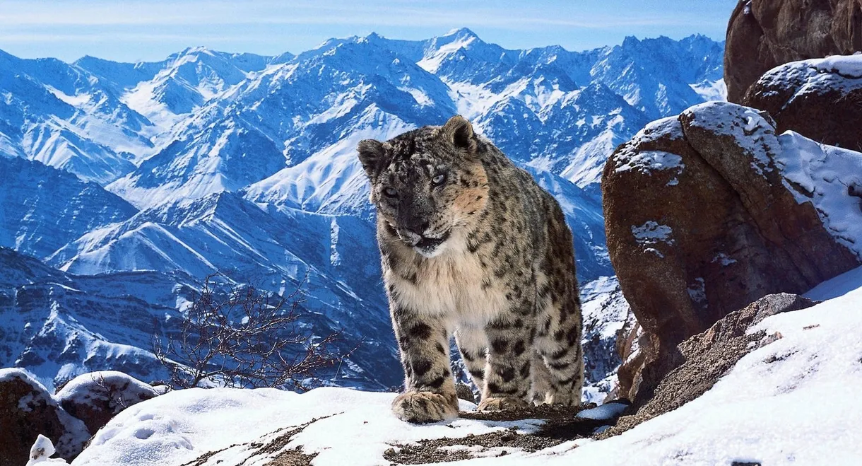 Planète animale 2 : Survivre