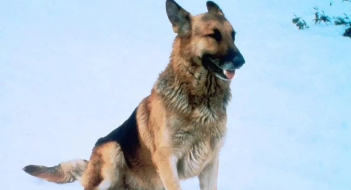 The Courage of Kavik, the Wolf Dog