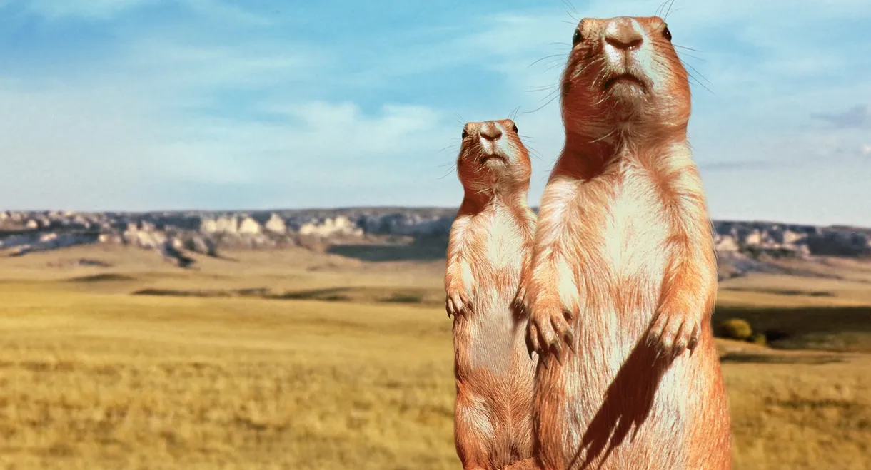 The Vanishing Prairie