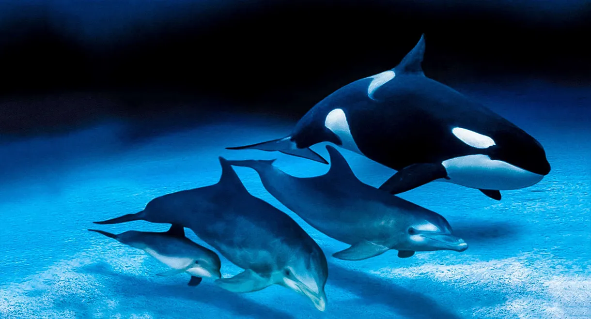 IMAX Dolphins and Whales: Tribes of the Ocean