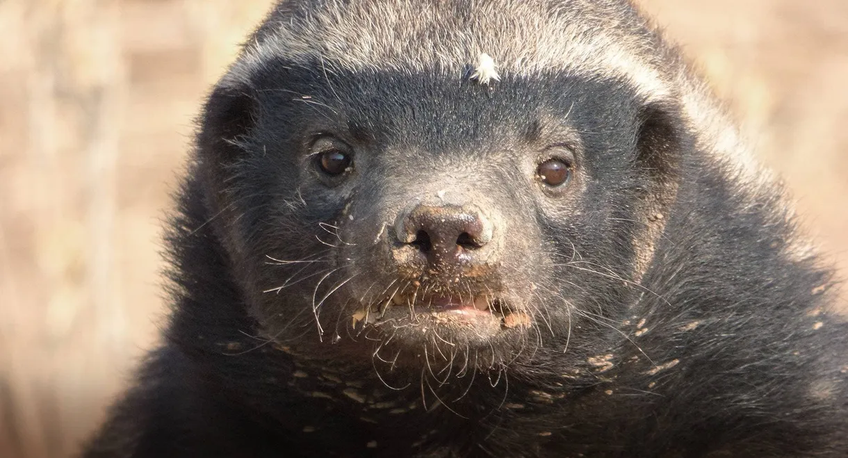 Honey Badger: Grit