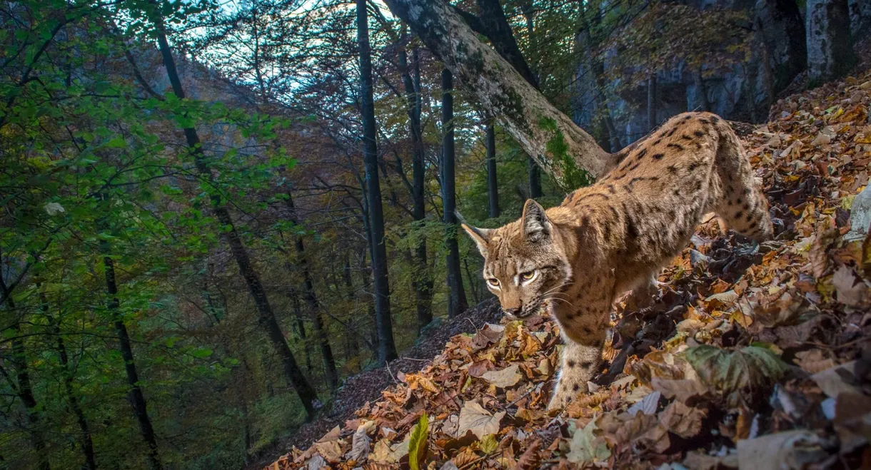 The Fragile Return Of The Lynx