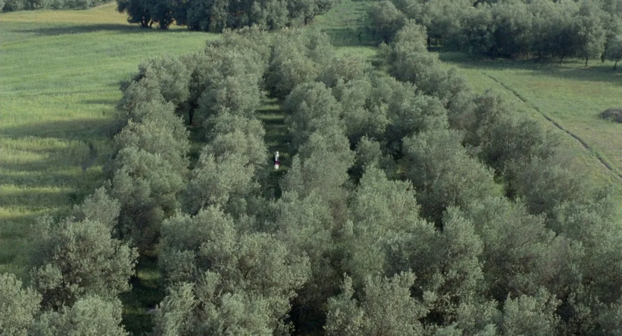 Through the Olive Trees