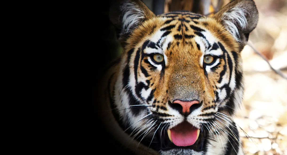 Tigress Blood