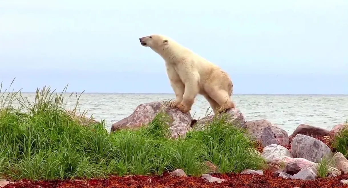 Polar Bears: A Summer Odyssey