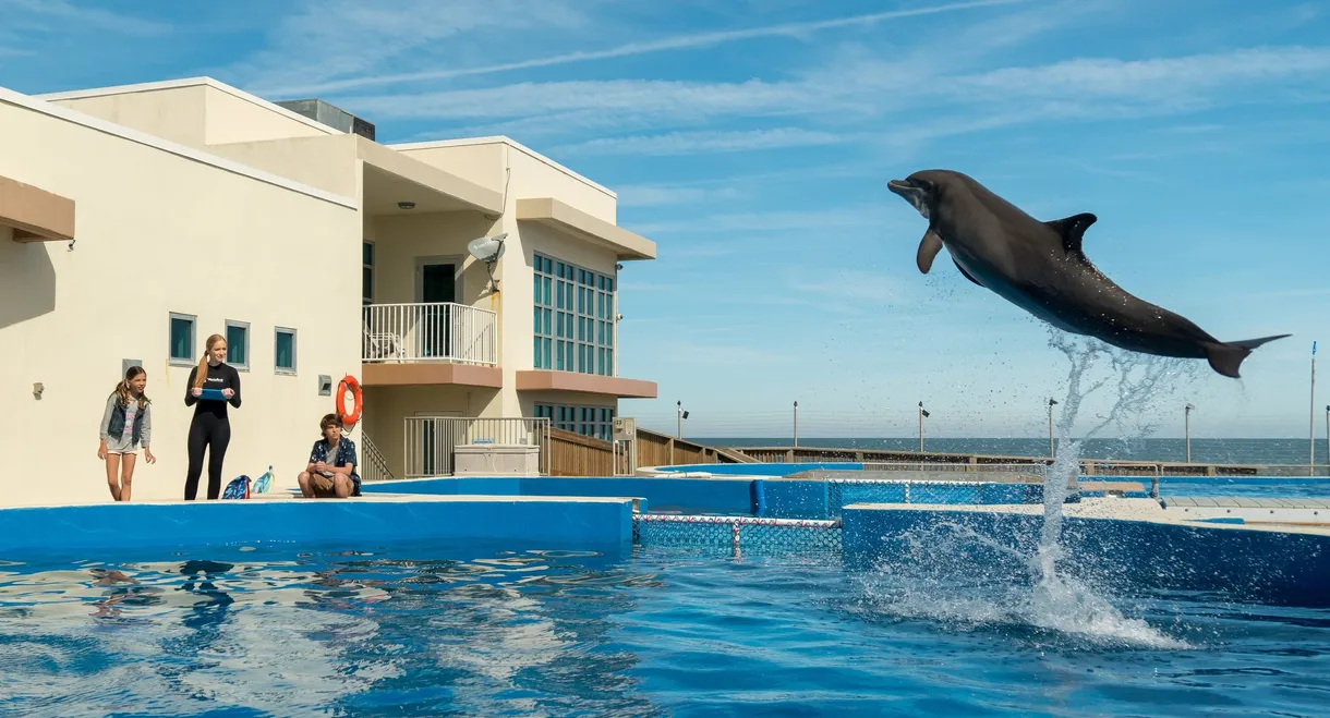 Bernie the Dolphin