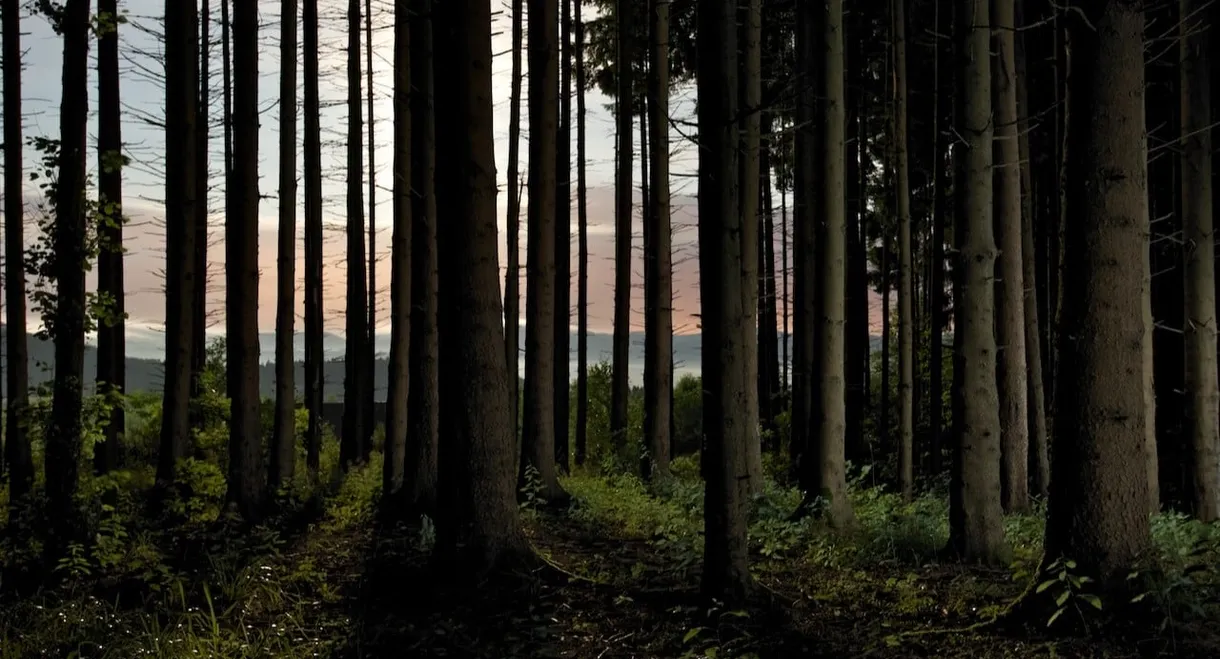 L'homme et la forêt