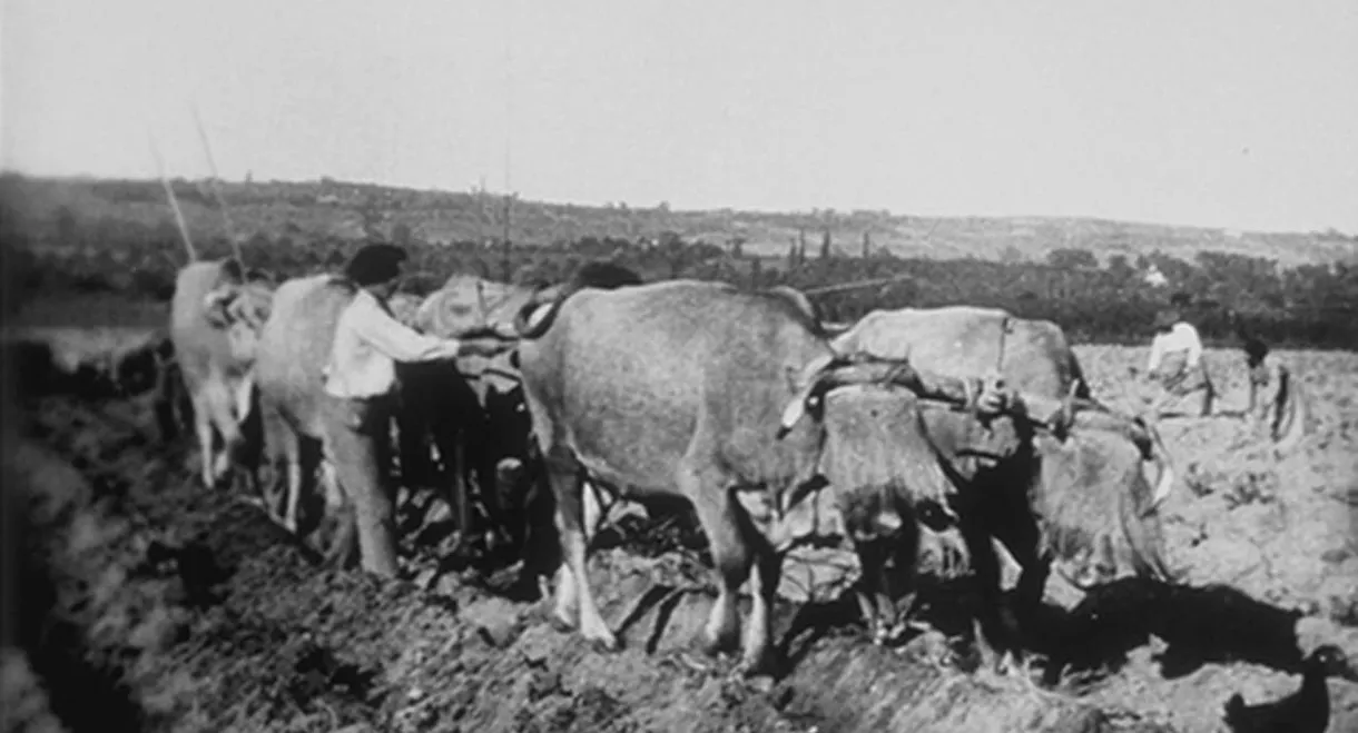 Ploughing