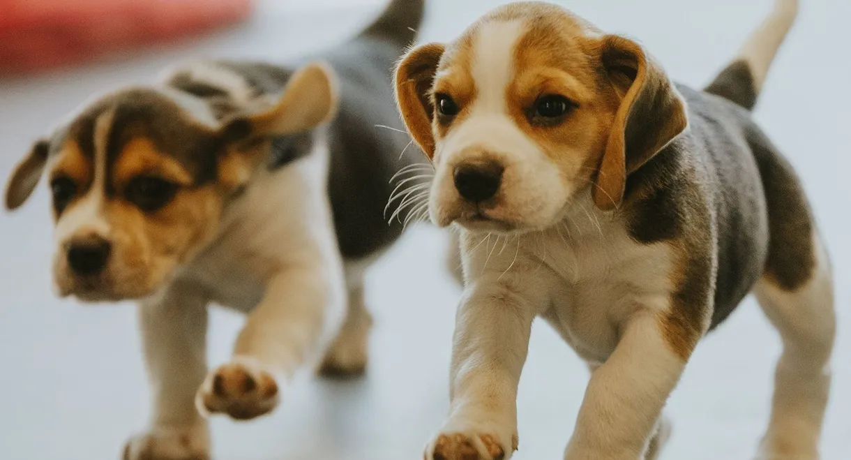 Dog Squad Puppy School