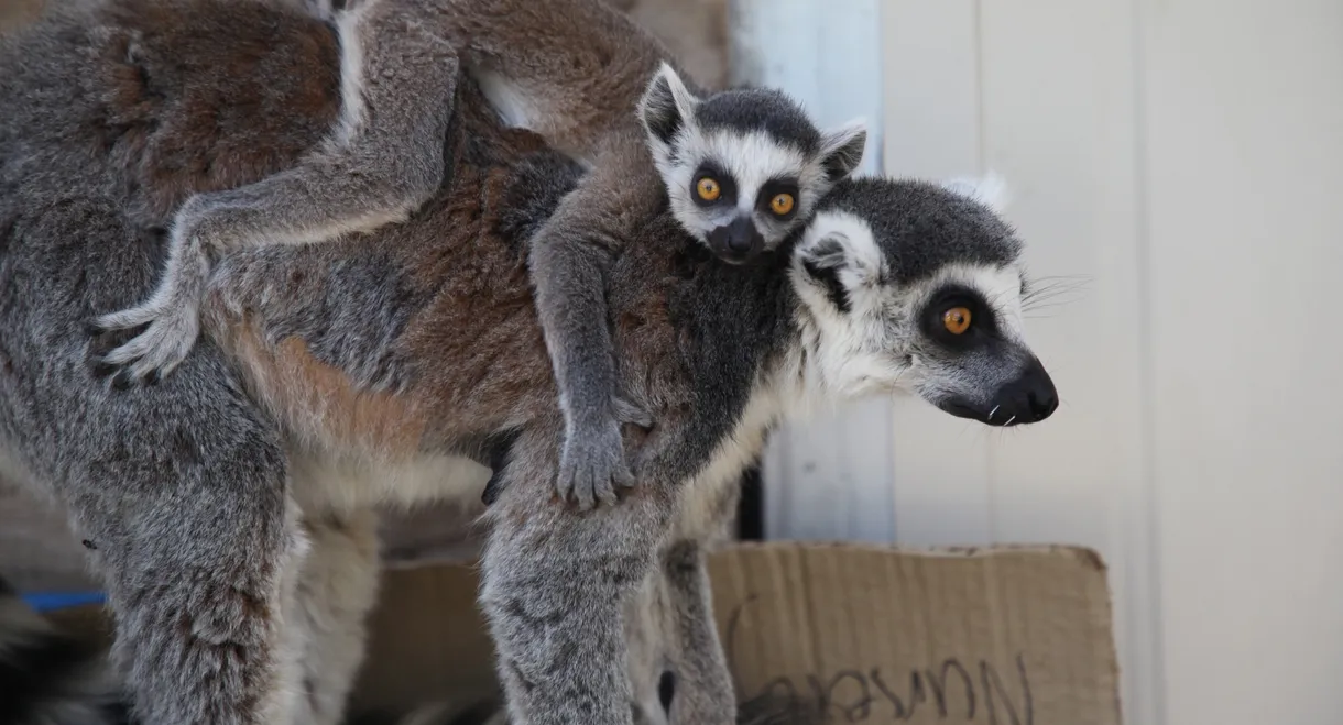 Secrets of the Zoo: Down Under