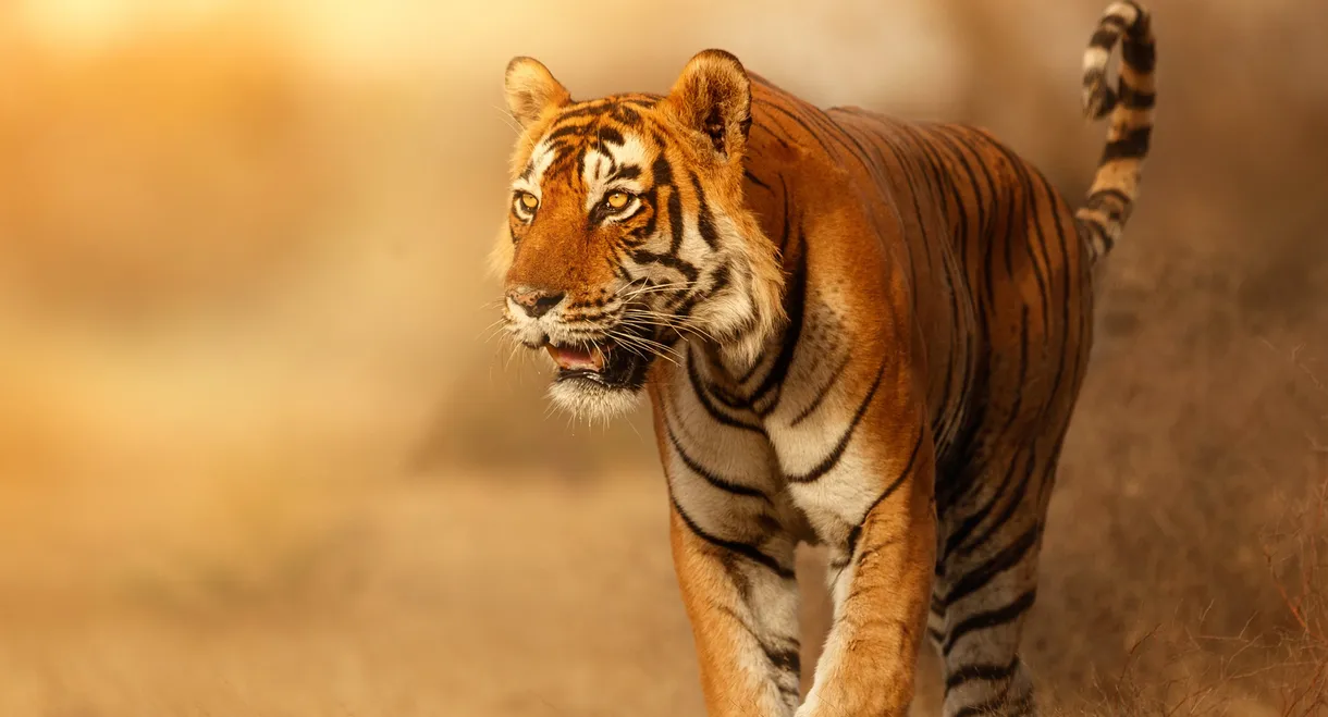 Wild Cats of India