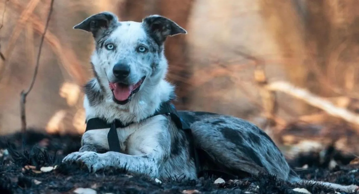 Bear, chien sauveur de koalas
