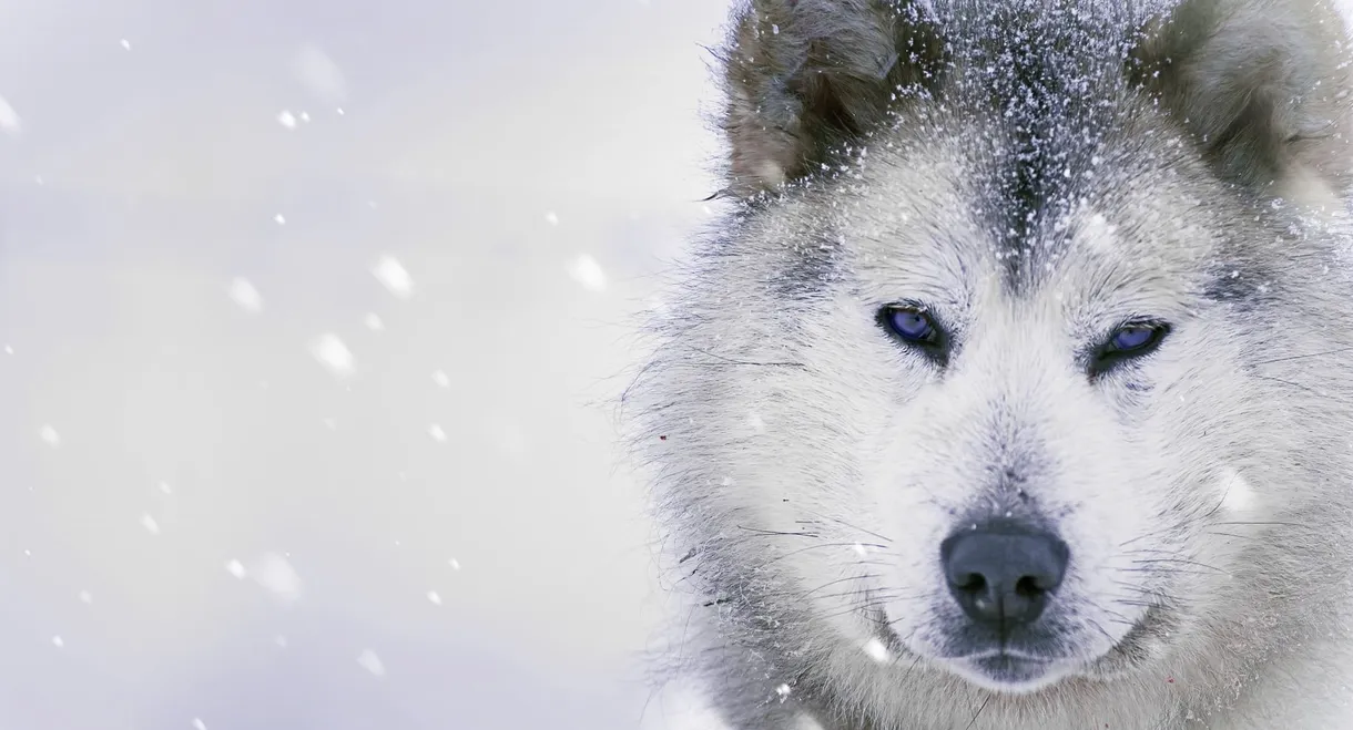 Ice Dogs: The Only Companions Worth Having