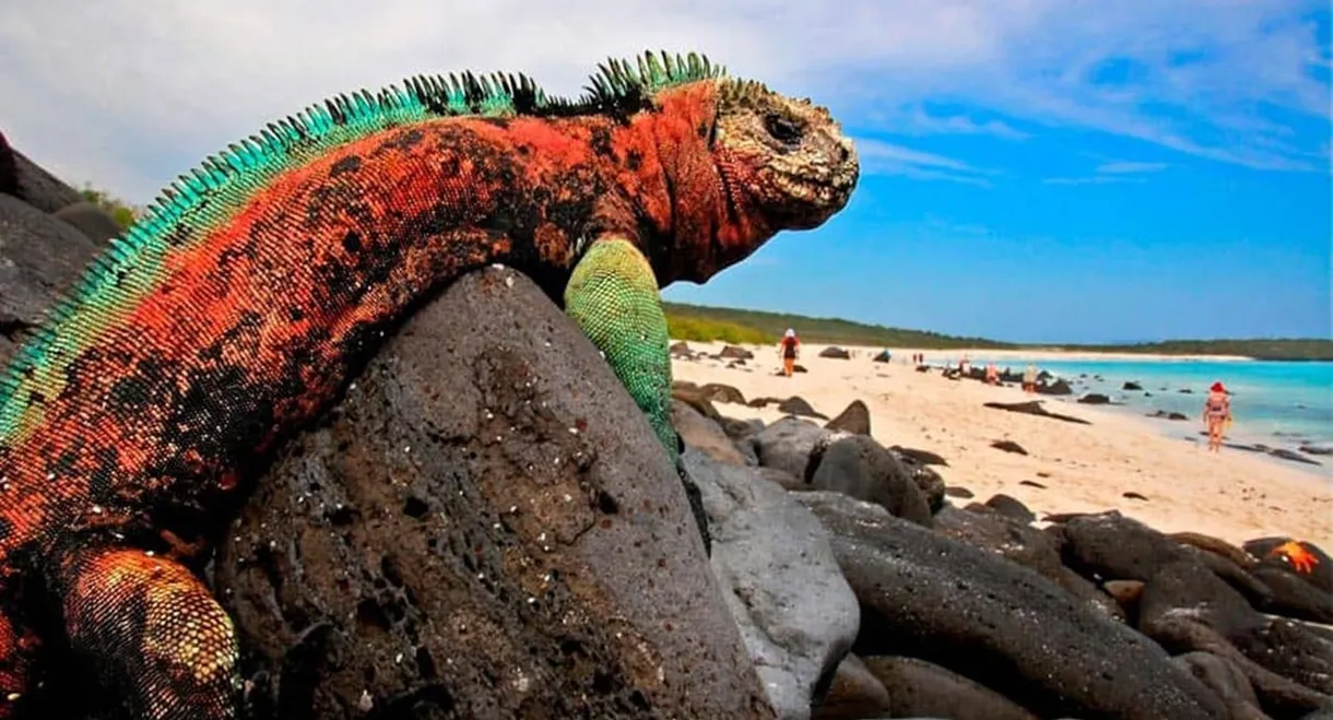 The Dragons of Galapagos