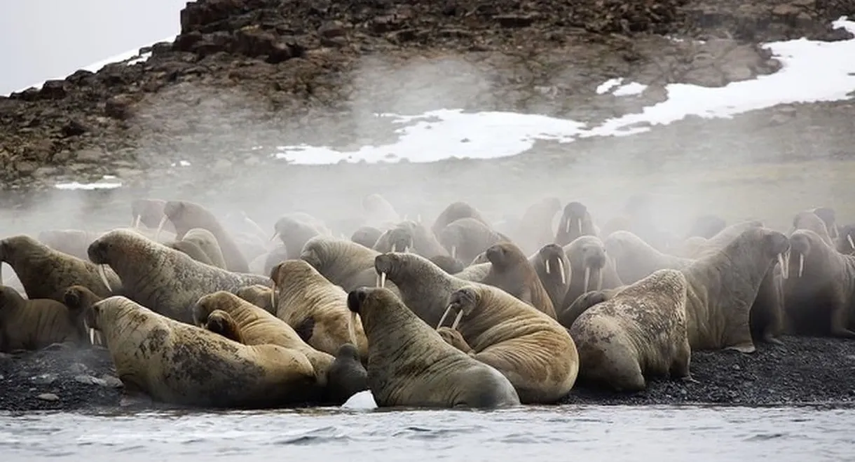 Siberia's Wild Year