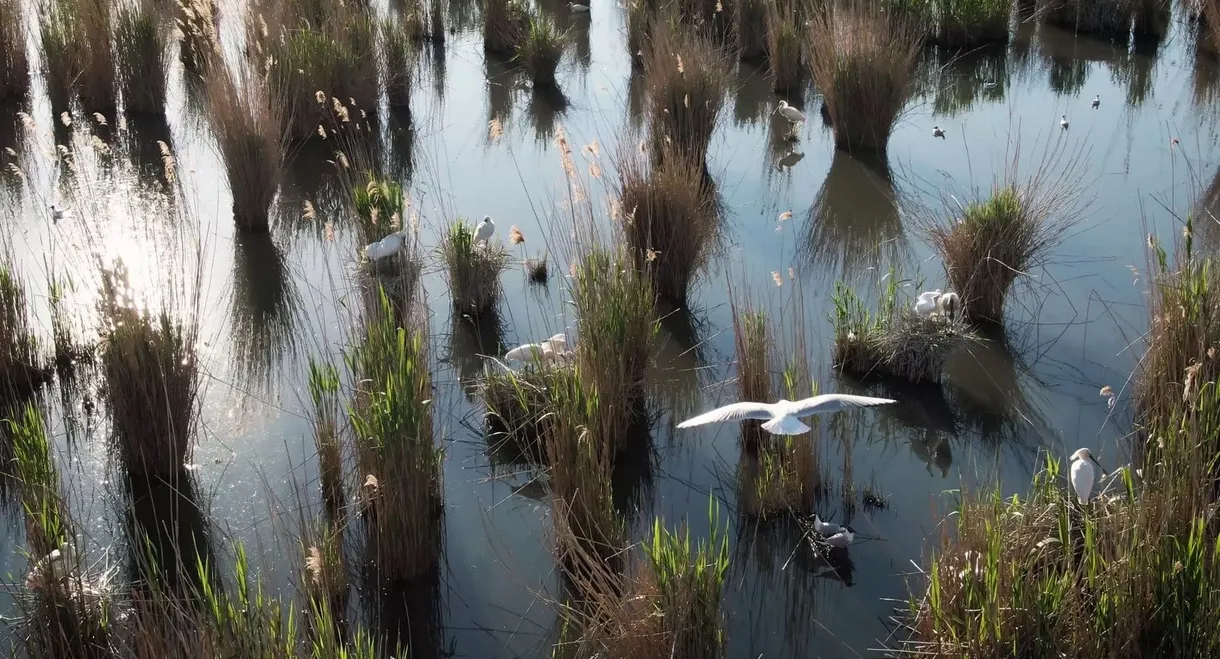 Land of Waters: Created by Man, Overtaken by Nature