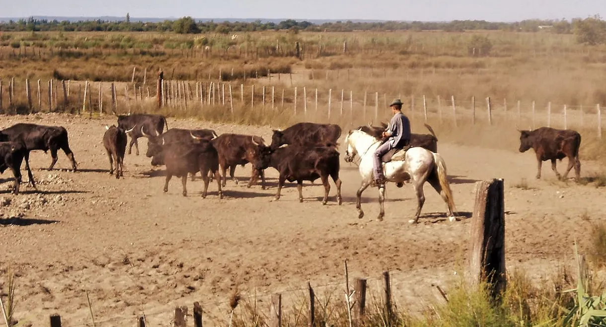 Le camarguais