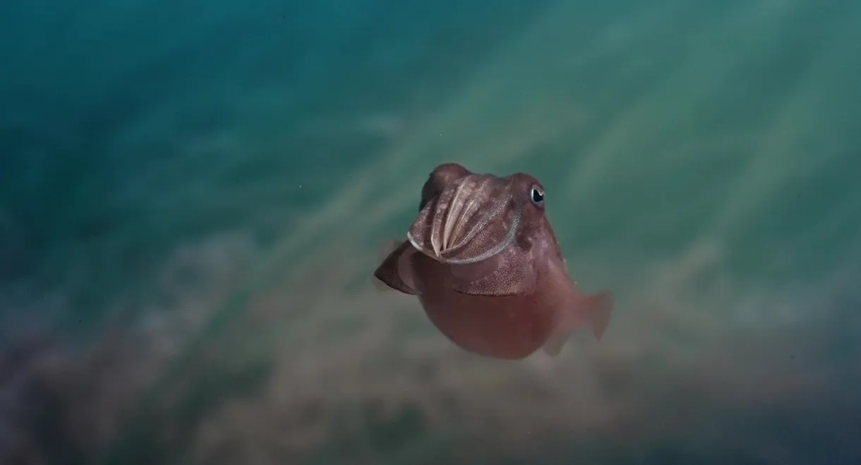 Sépia, l'odyssée d'une seiche