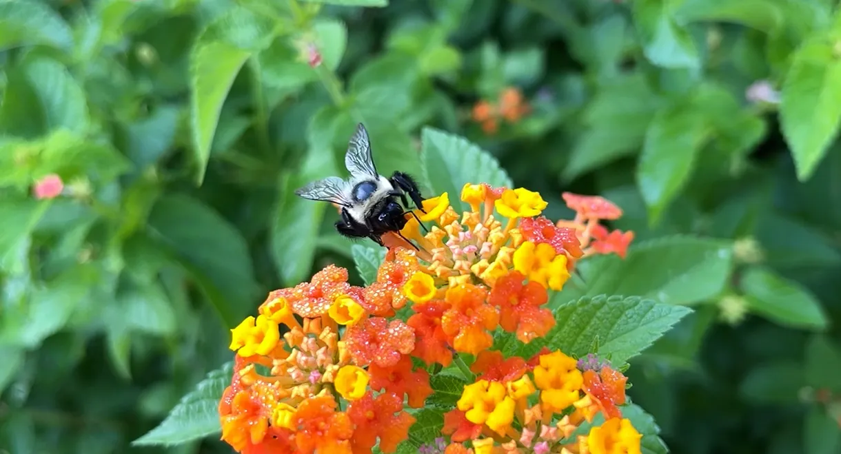 The Last Bumblebee