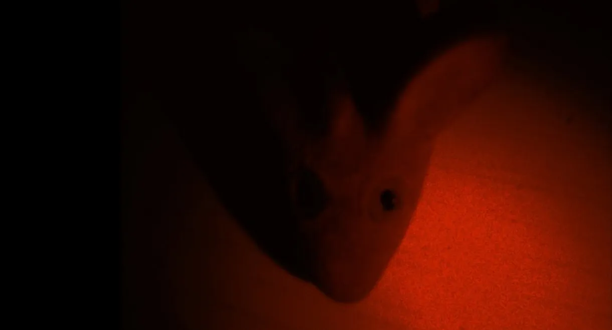 The Tragedy of the Rat