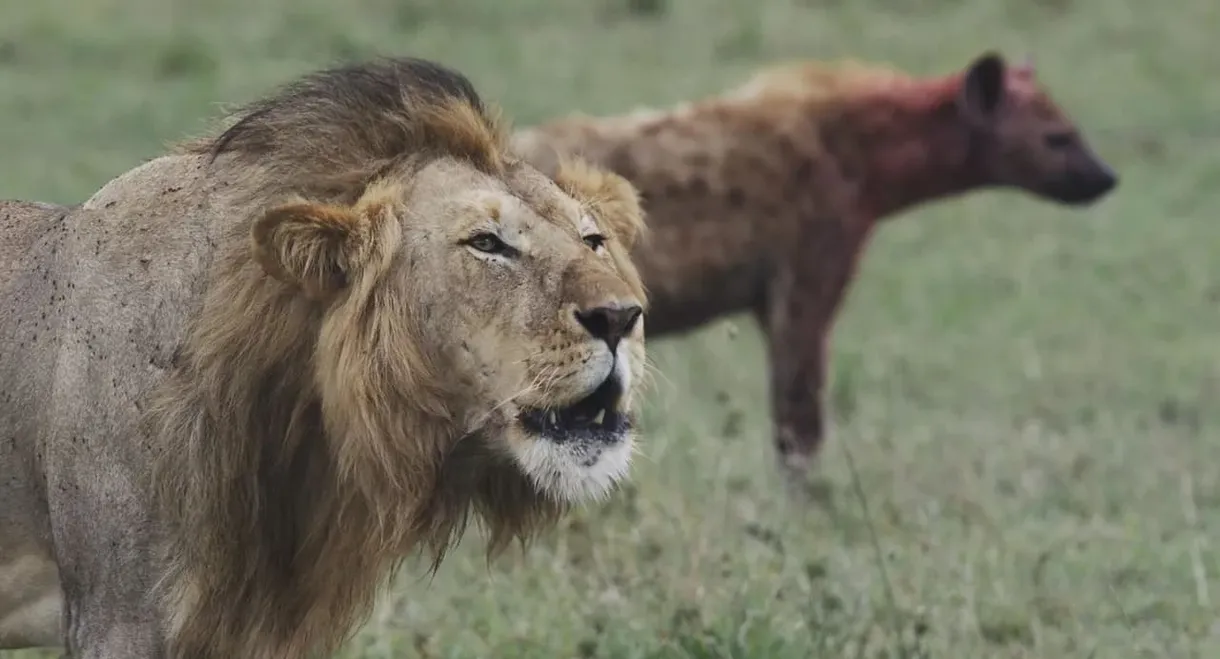 Lions and Hyenas: Owners of Death, Guardians of Life