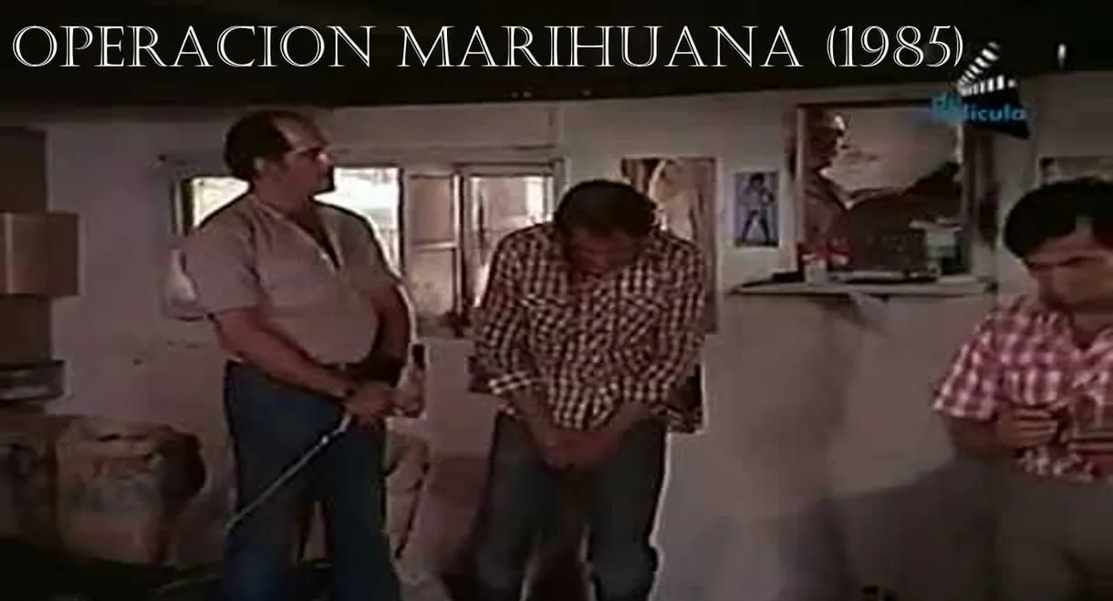 Operacion marihuana