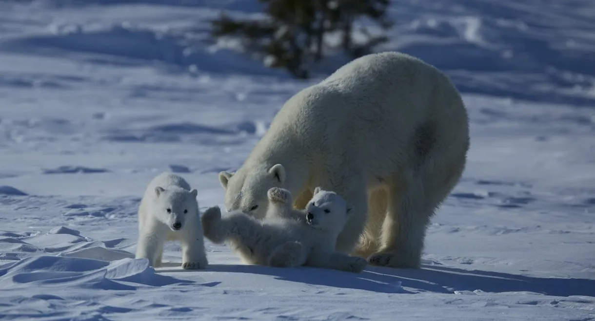 Wild Canada