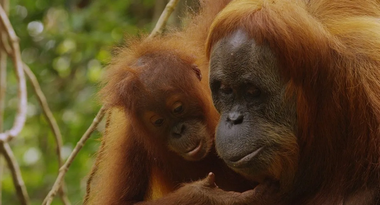 The Last Orangutan Eden