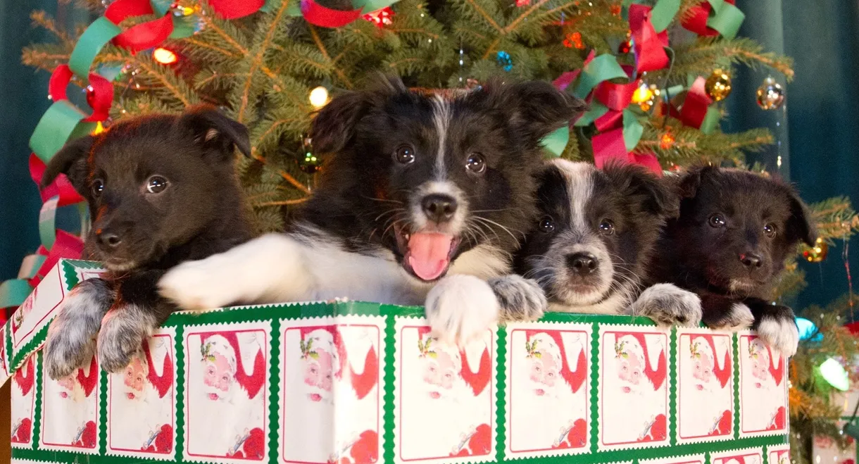 12 Dogs of Christmas: Great Puppy Rescue