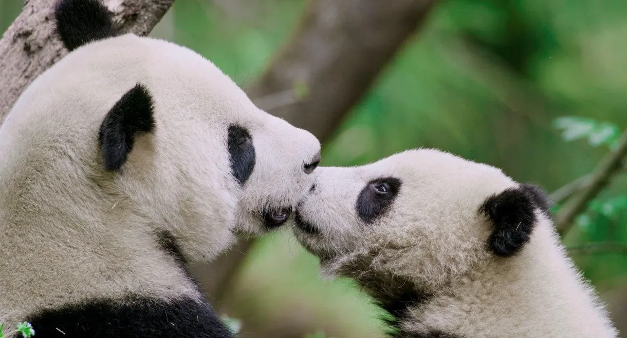 The Hidden Kingdoms of China