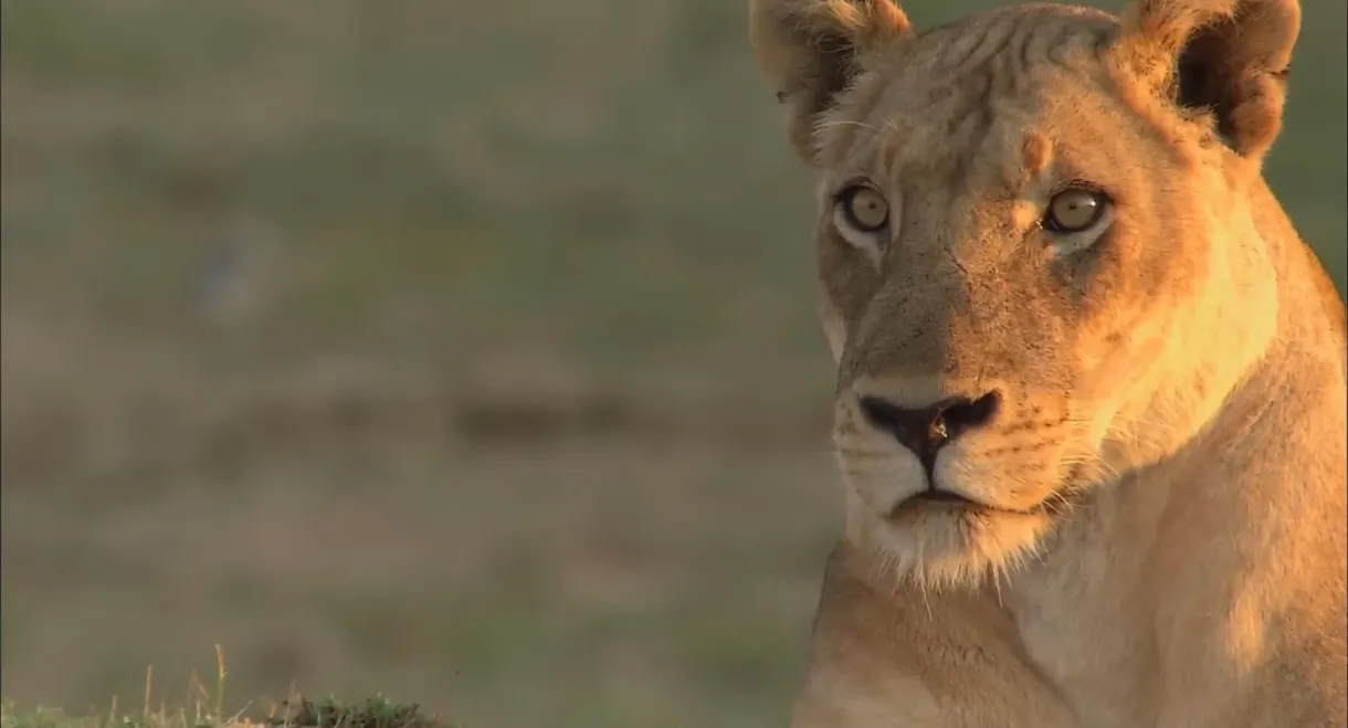 Lions of Crocodile River