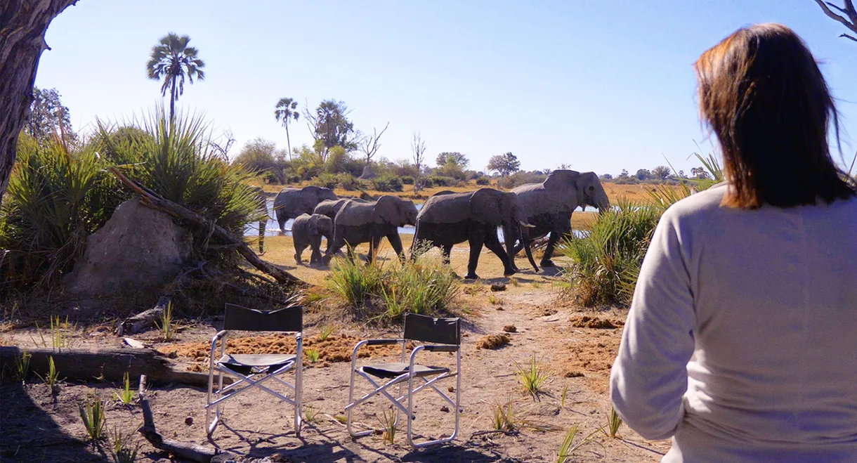 In the Footsteps of Elephant