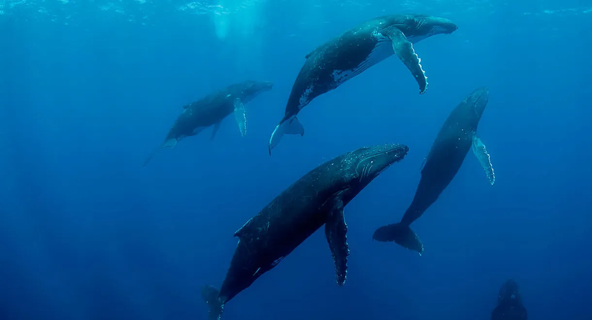 Humpback Whales