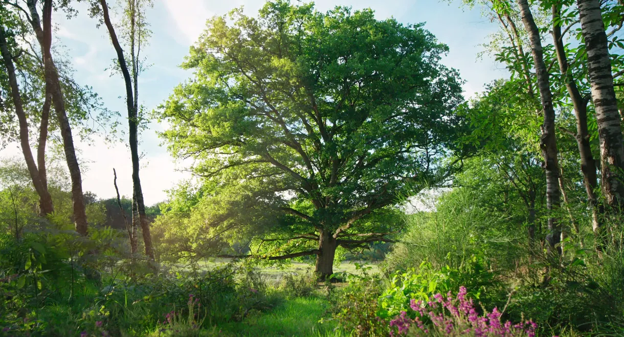 Heart of an Oak