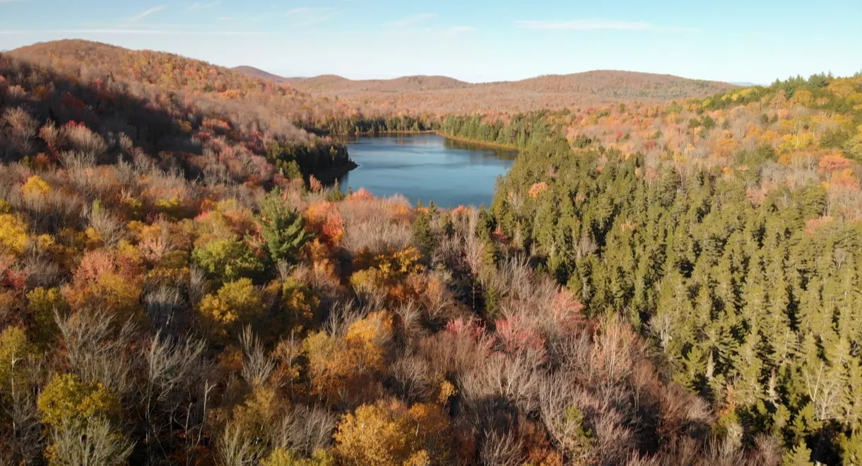 Le retour de la nature sauvage