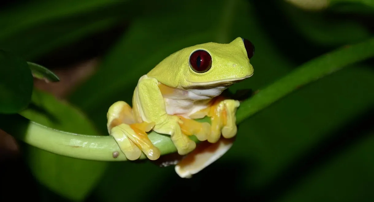 Fabulous Frogs