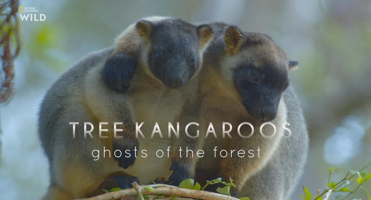 Tree Kangaroos: Ghosts of the Forest