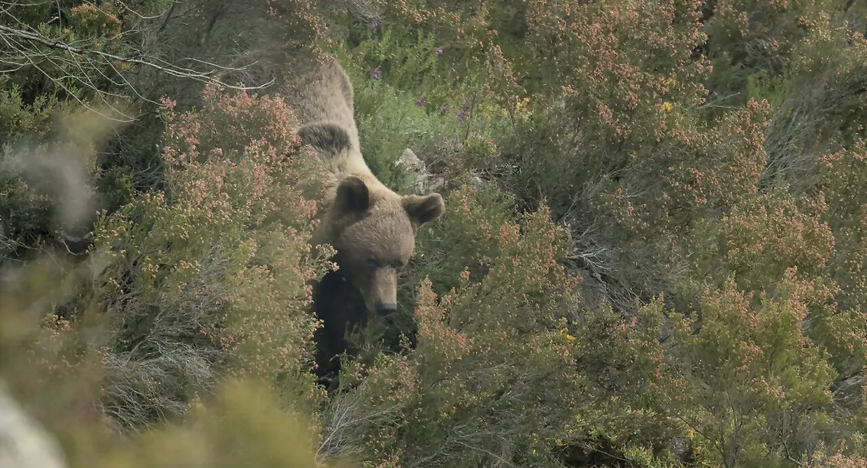 Ours, simplement sauvage