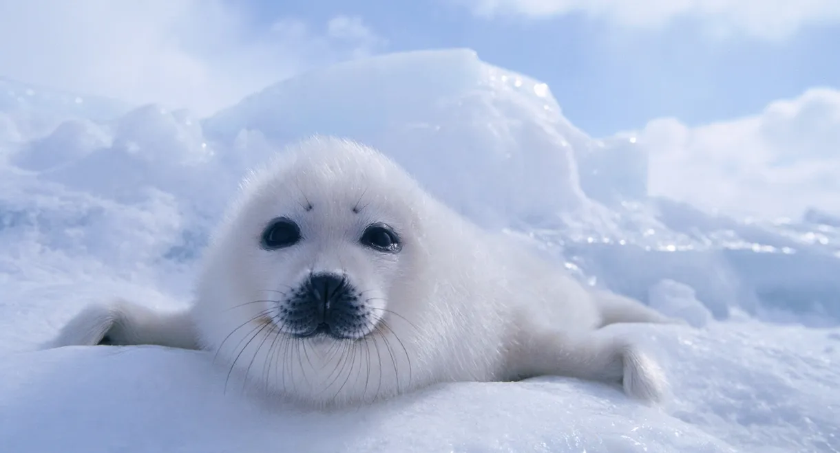 Wildest Arctic