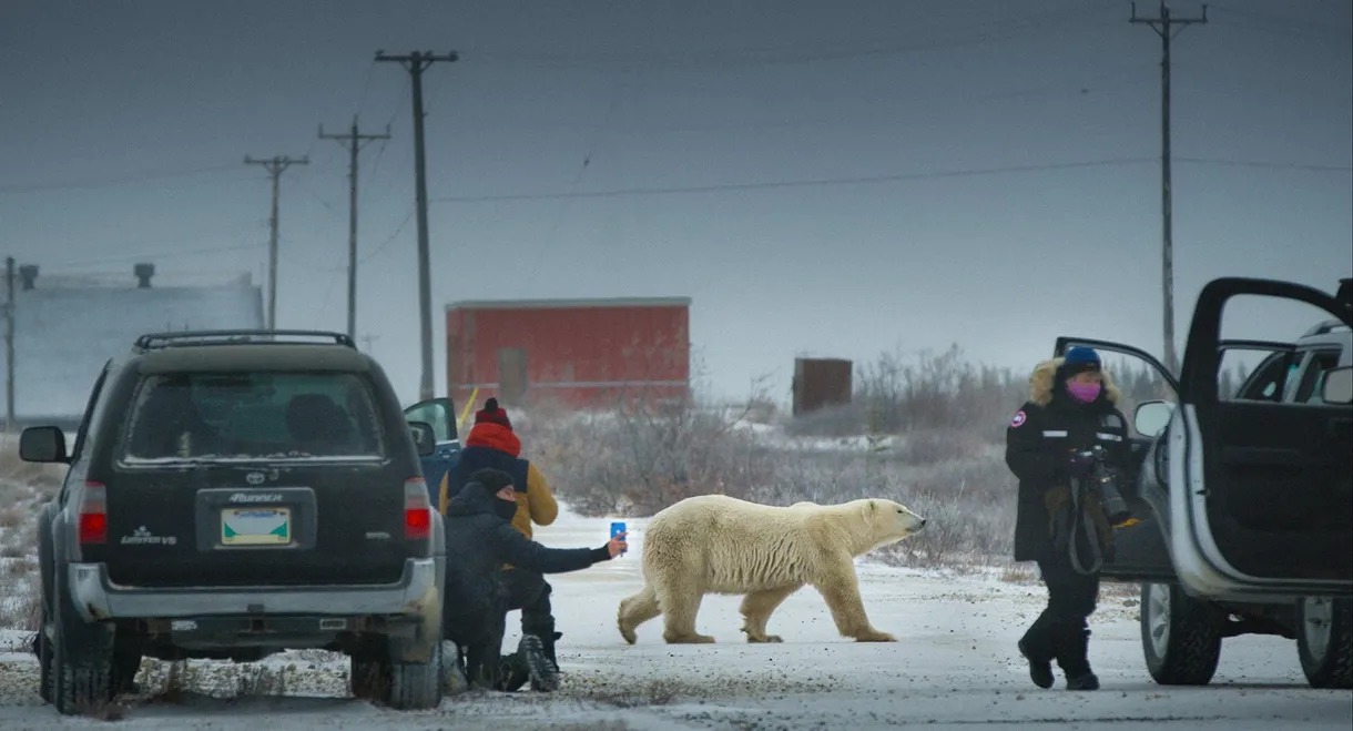 Nuisance Bear