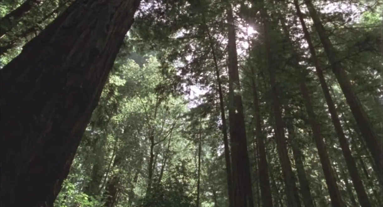 Redwood Curtain