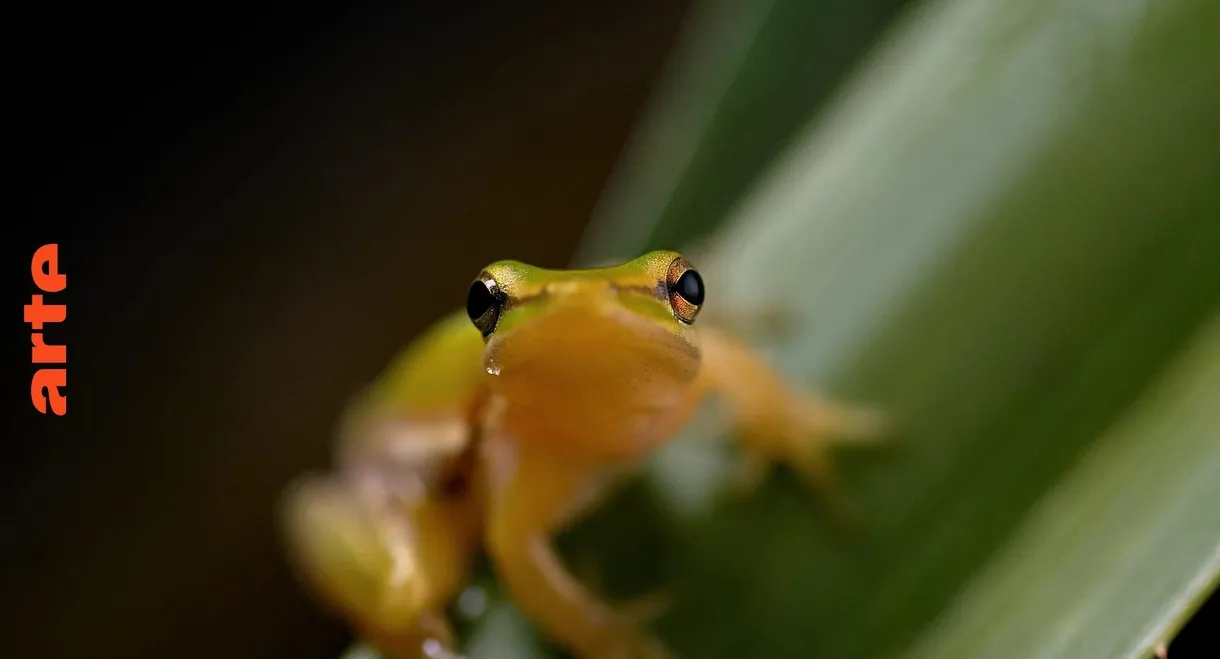 Australie : l'Odyssée Sauvage