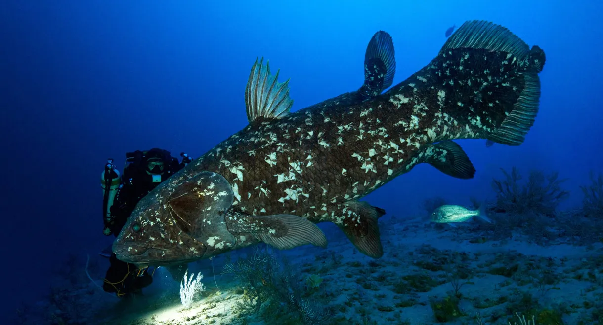 The Coelacanth, a dive into our origins