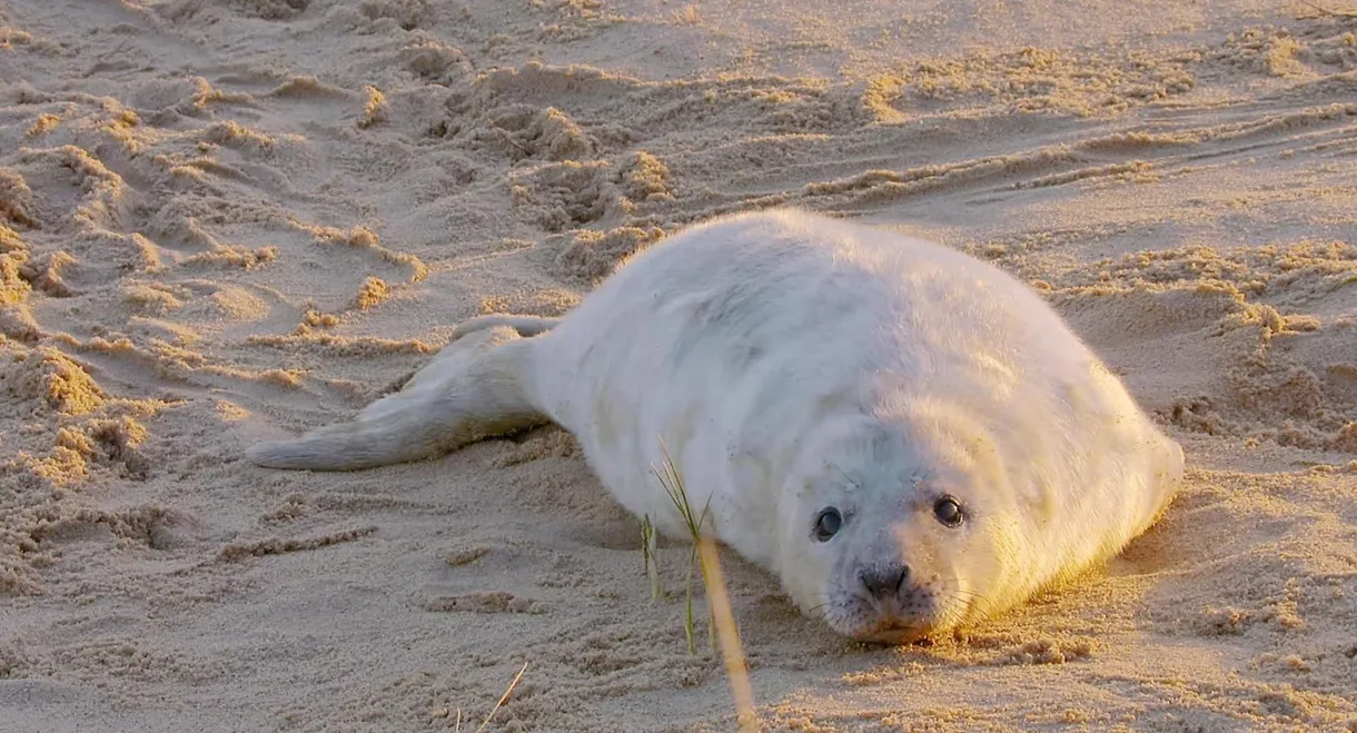 The Wonderful World of Baby Animals